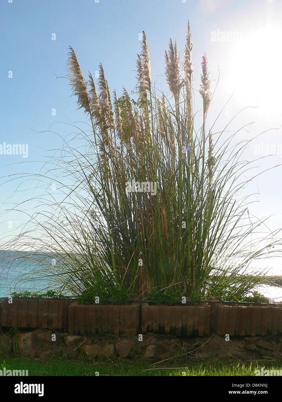 How Tall Is Vegeta? Explaining The Princes Varying Height